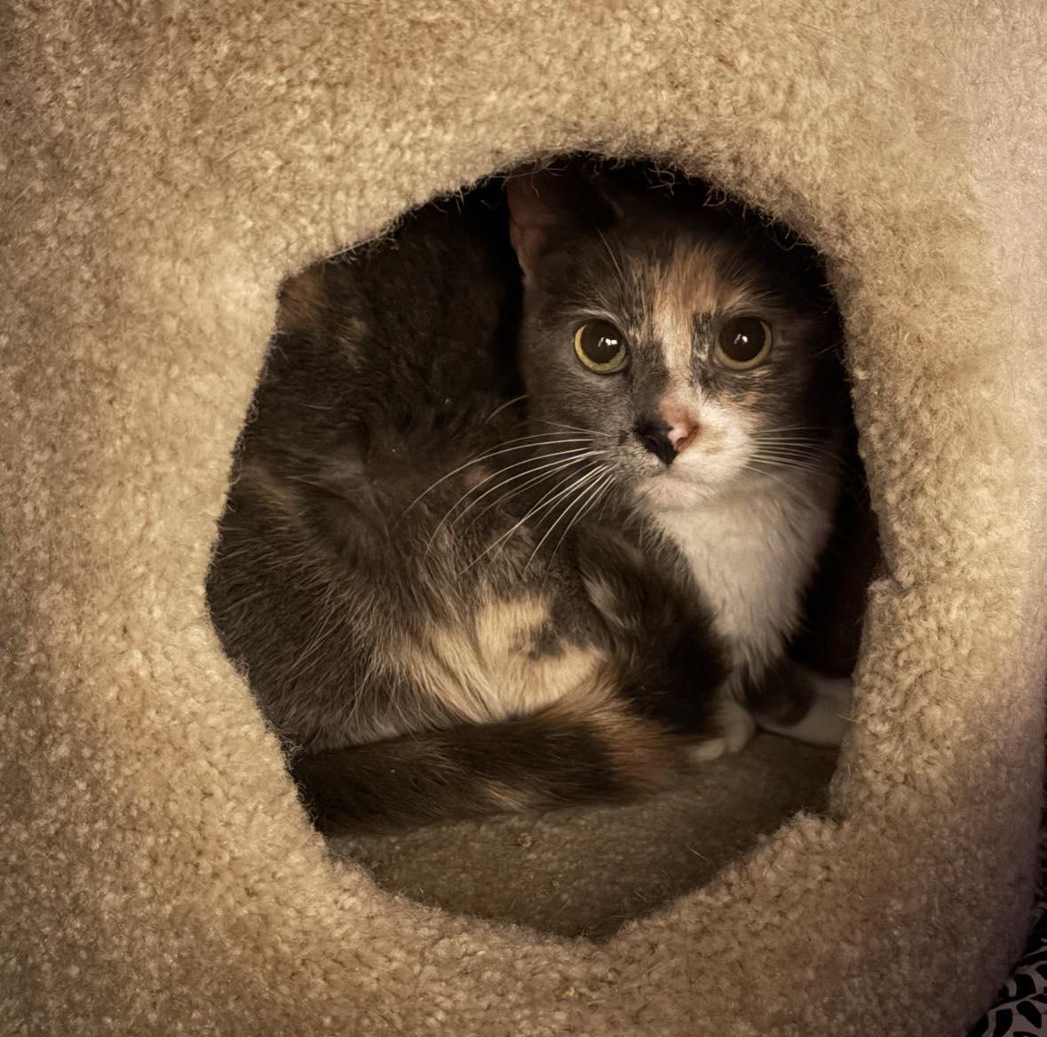 NOVA, adopted, Young Female Domestic Short Hair.