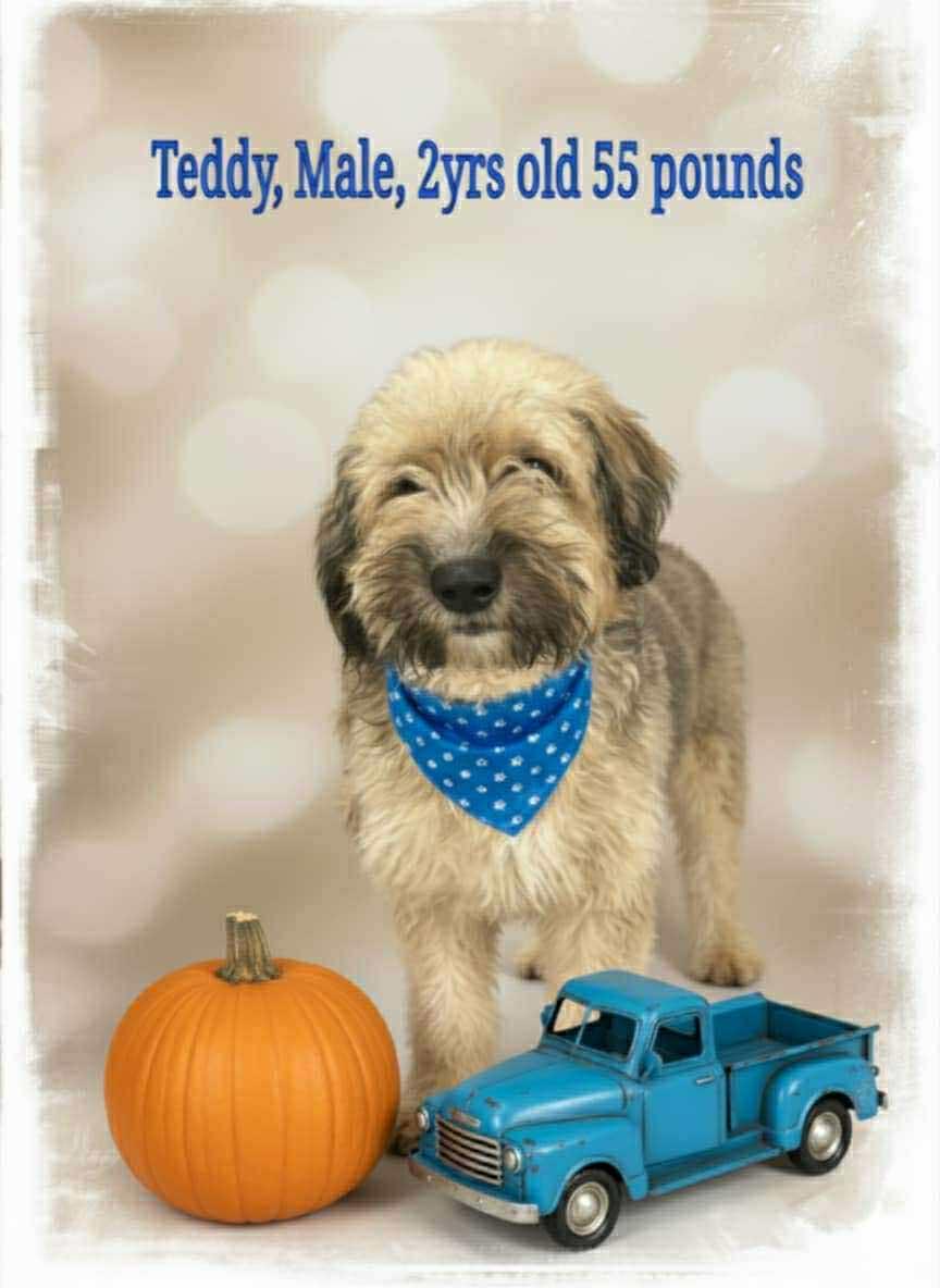 Enlarge Teddy, a Adoptable mixed breed in Westwood, NJ image 1/1