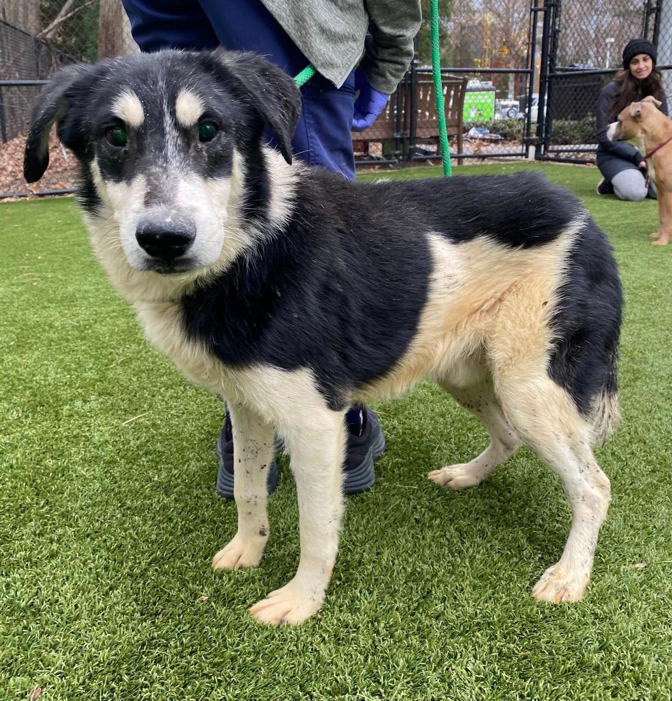 Enlarge Bumper, a Adopted mixed breed in Raleigh, NC image 1/6