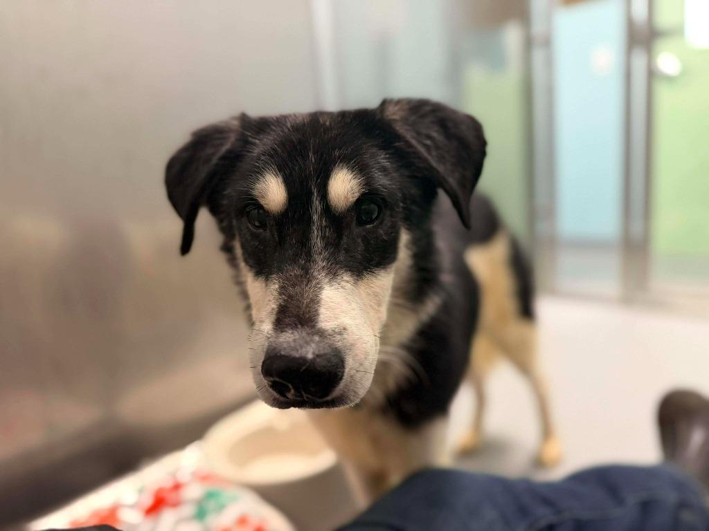 Enlarge Bumper, a Adopted mixed breed in Raleigh, NC image 2/6