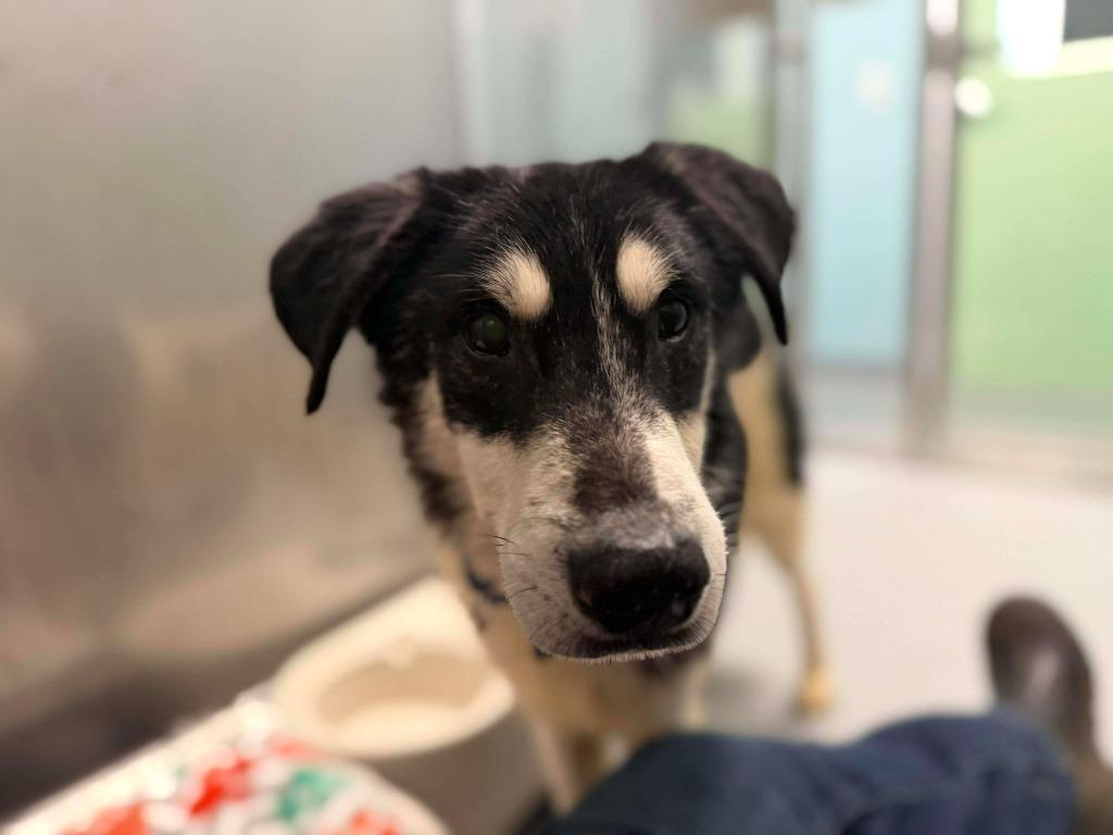 Enlarge Bumper, a Adopted mixed breed in Raleigh, NC image 3/6