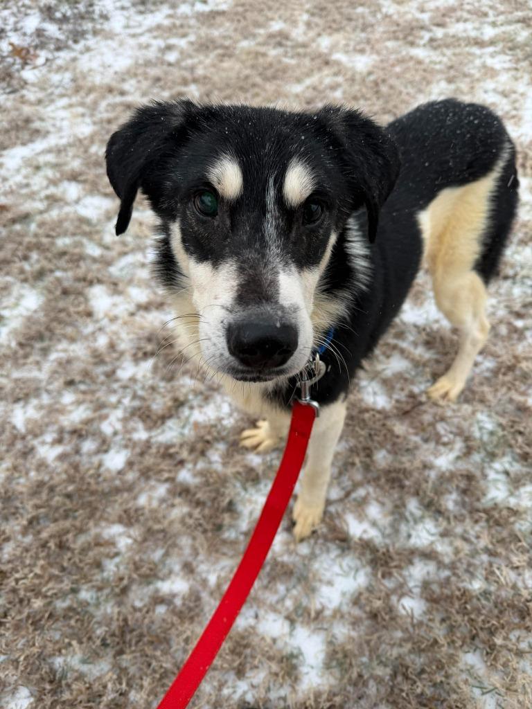 Enlarge Bumper, a Adopted mixed breed in Raleigh, NC image 4/6