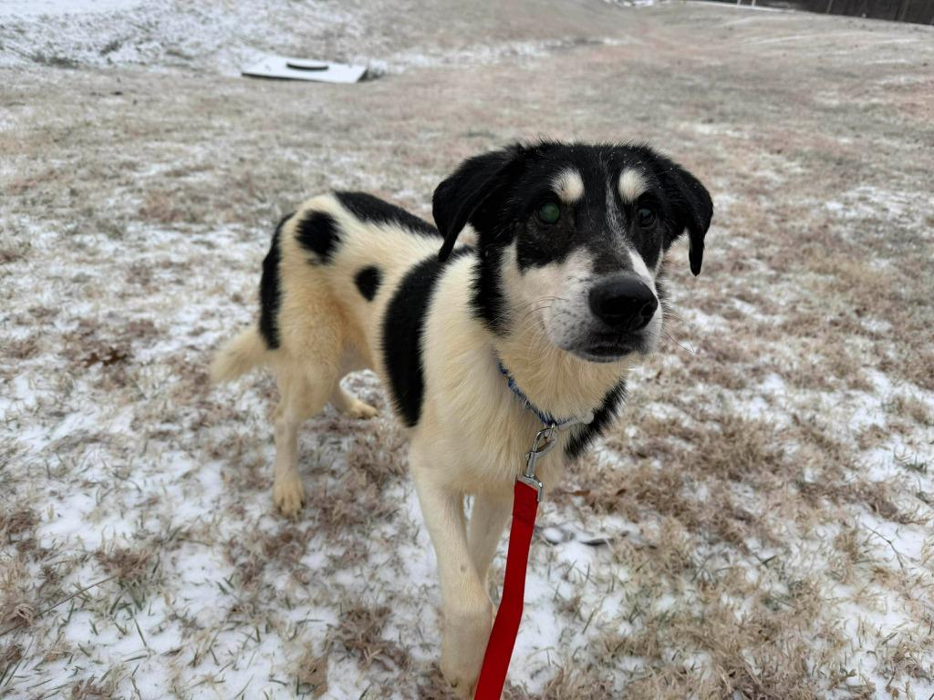 Enlarge Bumper, a Adopted mixed breed in Raleigh, NC image 5/6