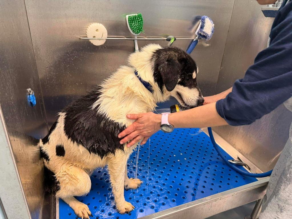 Enlarge Bumper, a Adopted mixed breed in Raleigh, NC image 6/6