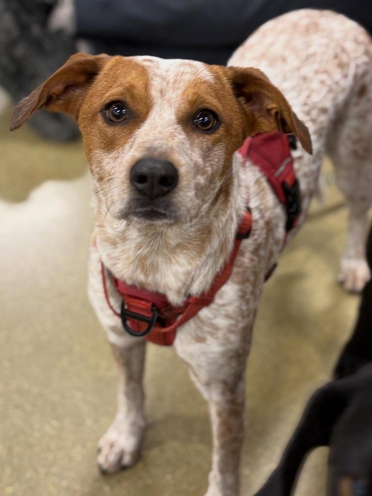Enlarge Autumn, a Adoptable Australian Cattle Dog / Blue Heeler in sun prairie, WI image 1/1