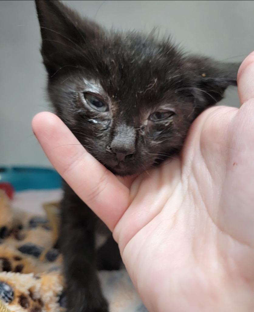 Dasher, Adoptable, Kitten Male Domestic Medium Hair.