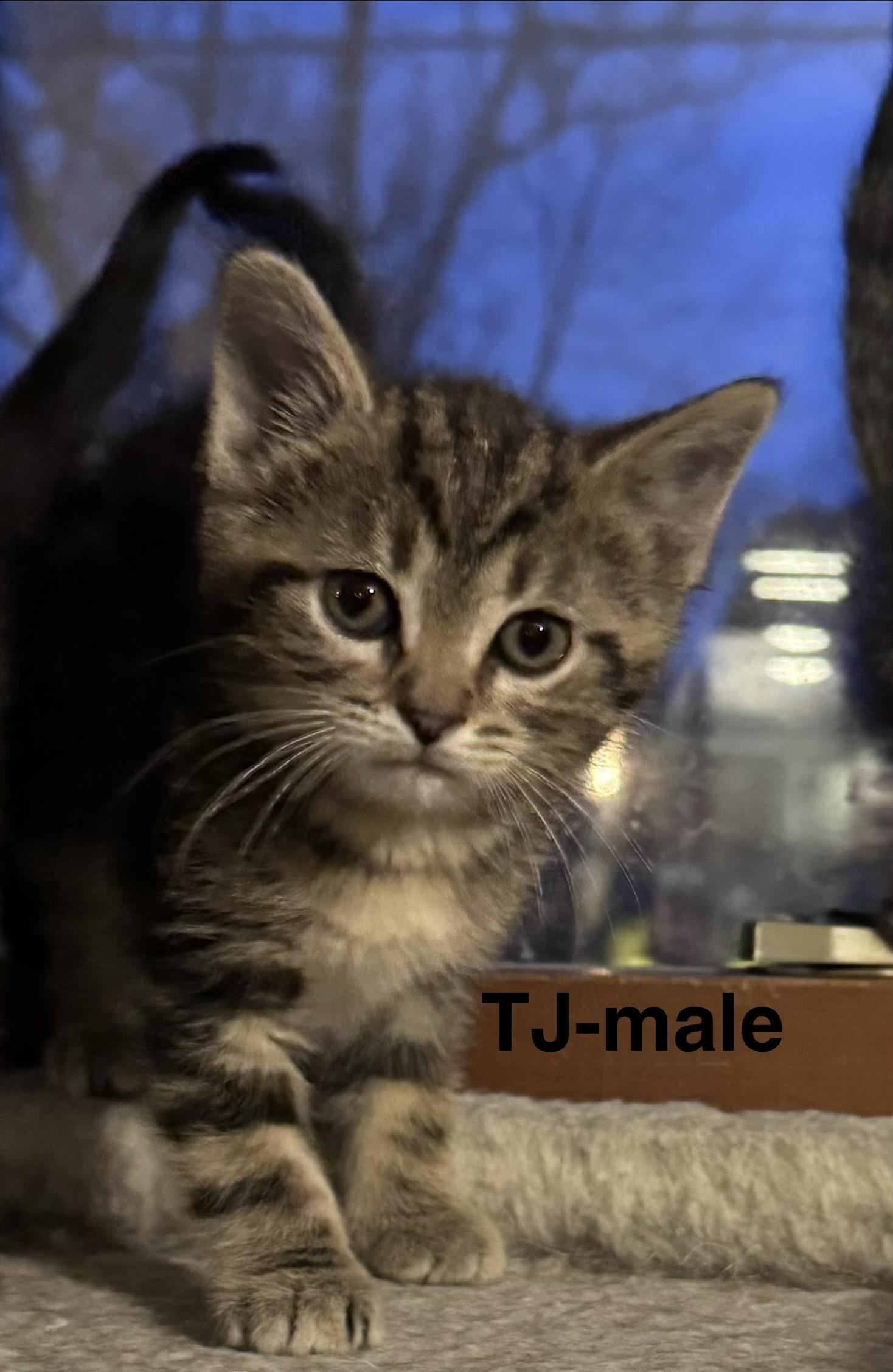 Enlarge TJ, a Adoptable mixed breed in Crystal Lake, IL image 3/3