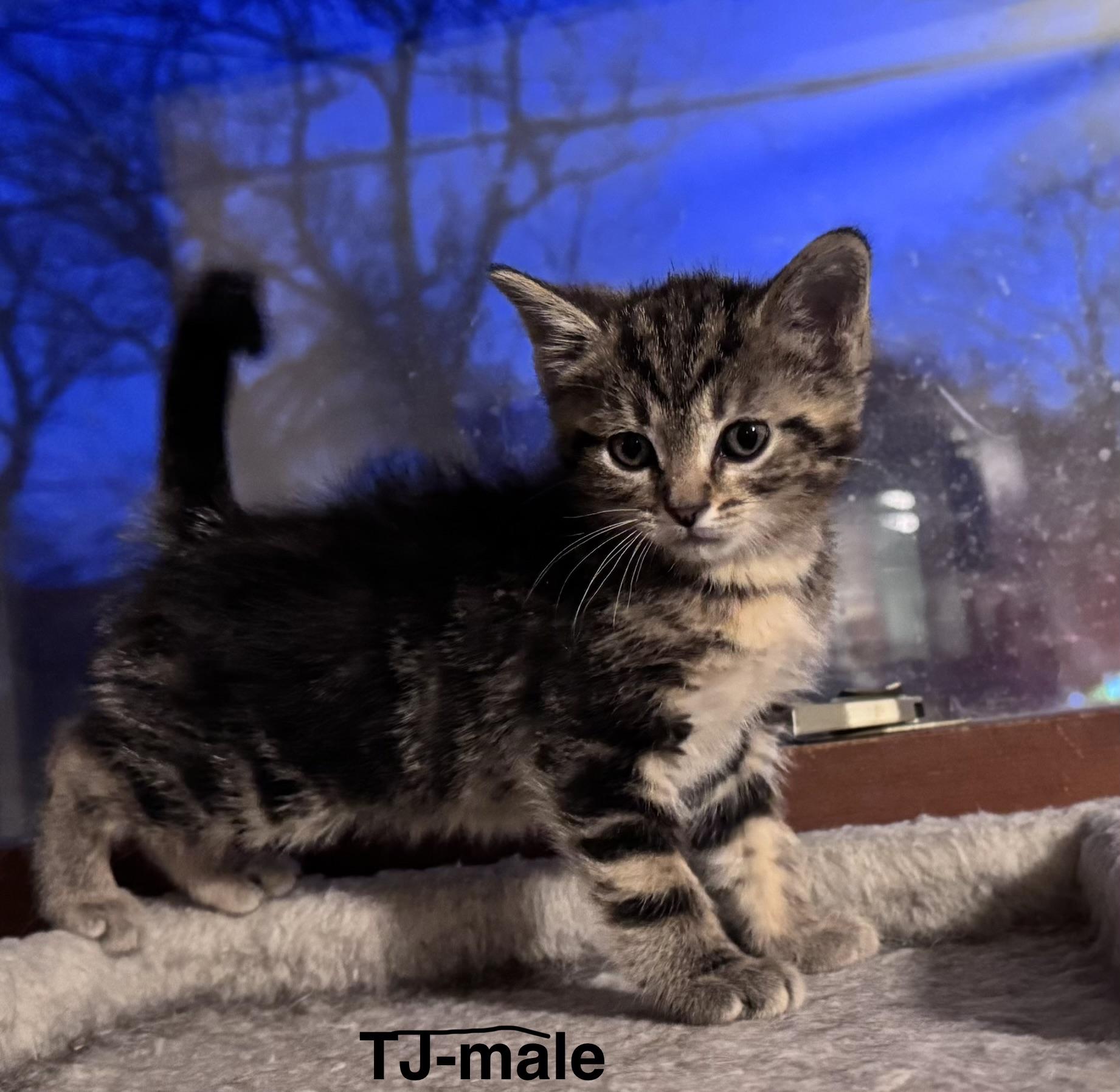 TJ, Adoptable, Kitten Male Domestic Medium Hair.