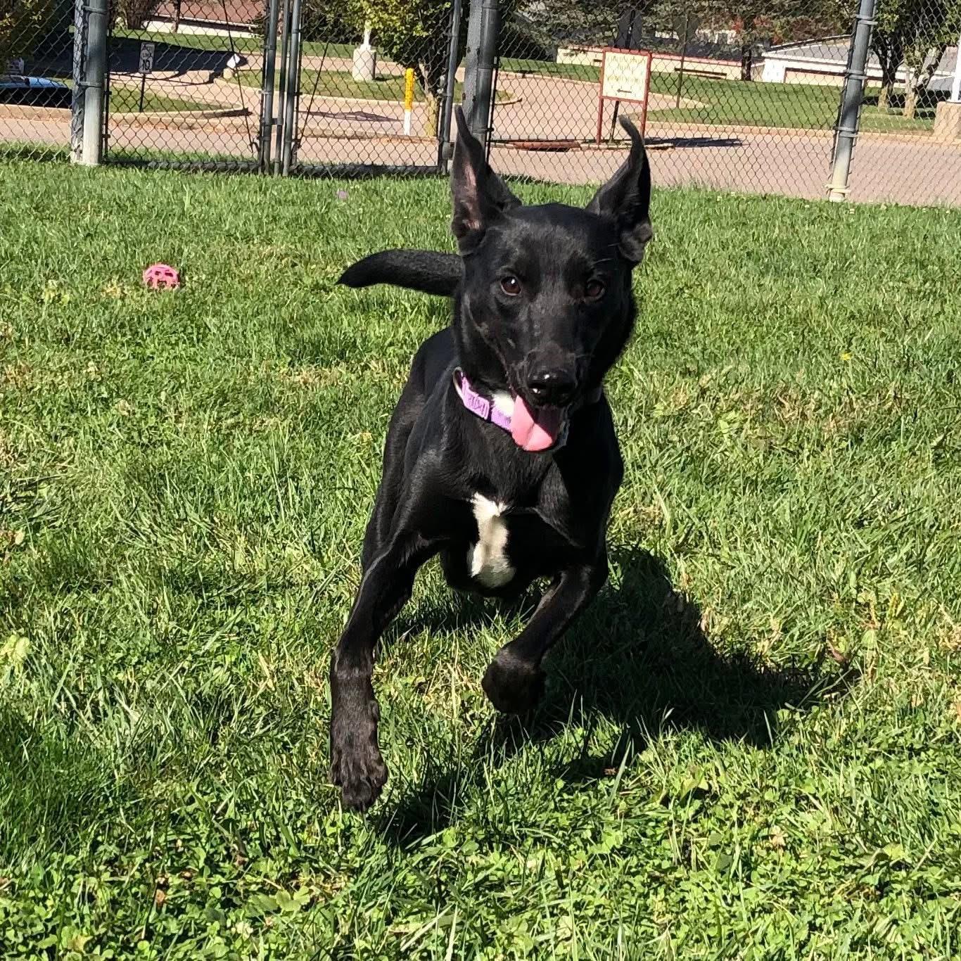 Enlarge Delta, a Adoptable mixed breed in Zanesville, OH image 1/3