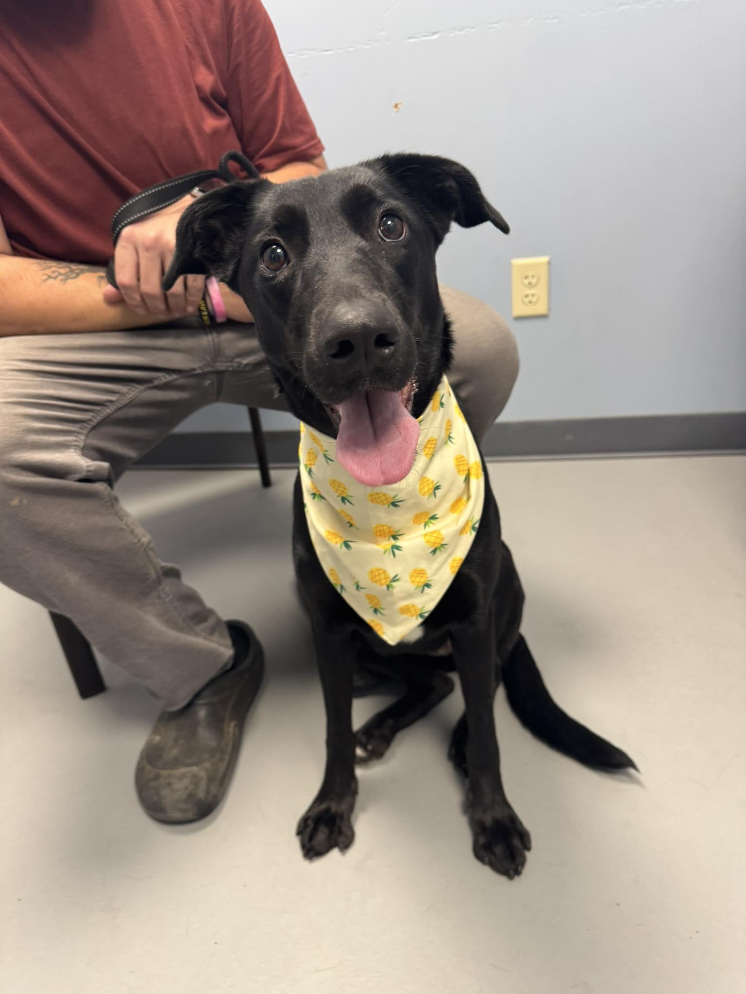 Enlarge Delta, a Adoptable mixed breed in Zanesville, OH image 1/1