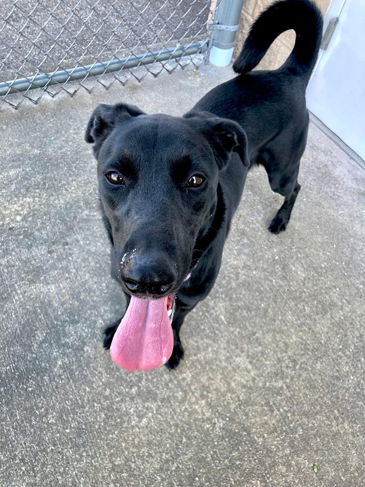 Enlarge Delta, a Adoptable mixed breed in Zanesville, OH image 3/3