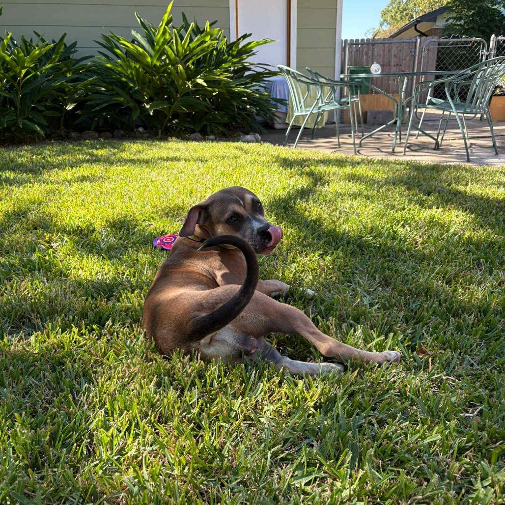 Willow, a Adoptable Labrador Retriever in Houston, TX image 1/6