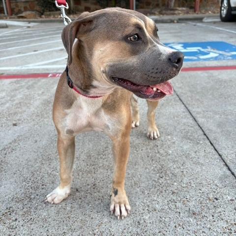 Willow, a Adoptable Labrador Retriever in Houston, TX image 2/6