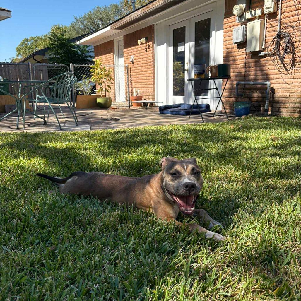 Willow, a Adoptable Labrador Retriever in Houston, TX image 3/6