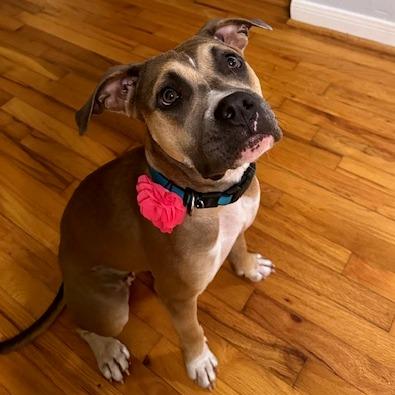 Enlarge Willow, a Adoptable Labrador Retriever in Houston, TX image 3/6