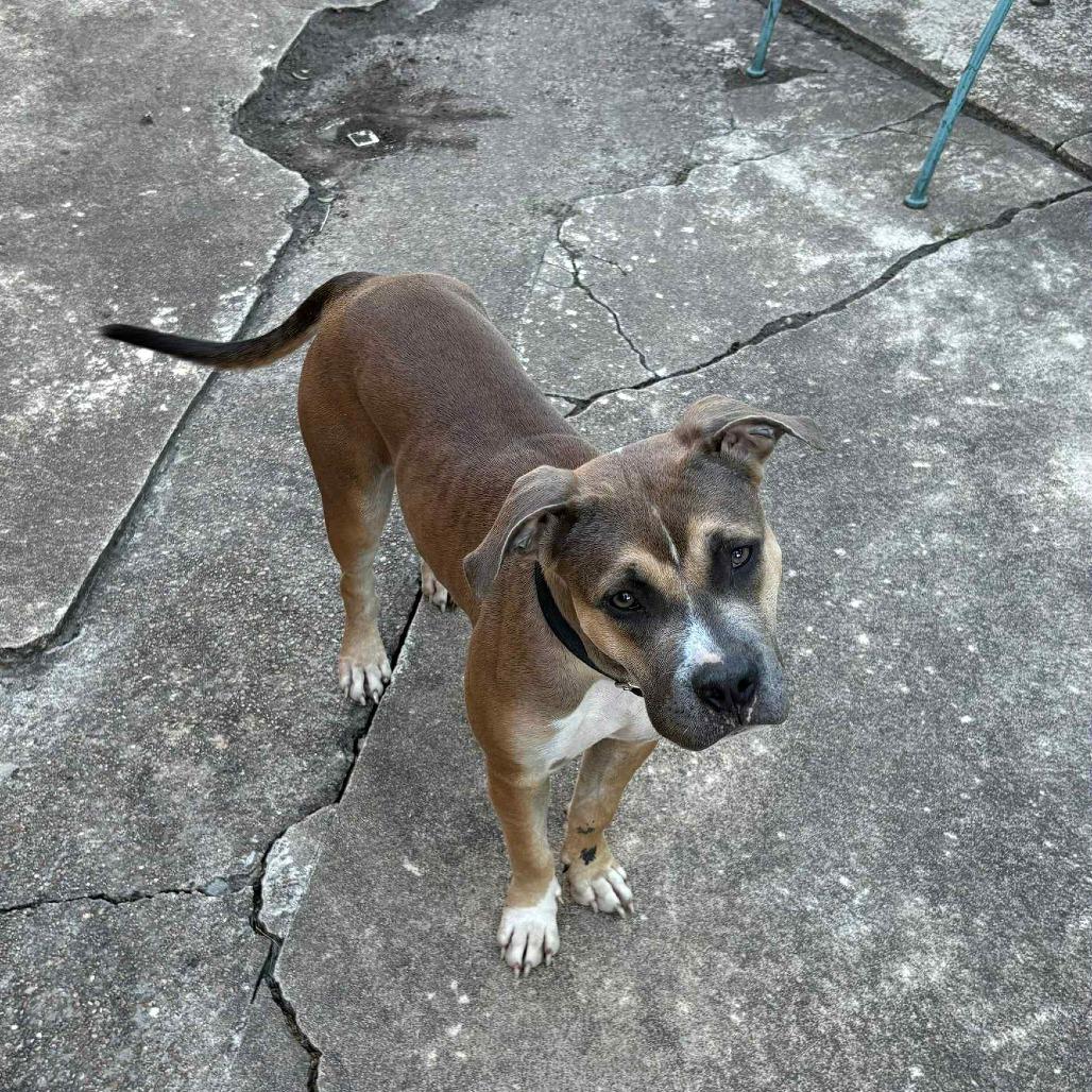 Willow, a Adoptable Labrador Retriever in Houston, TX image 4/6