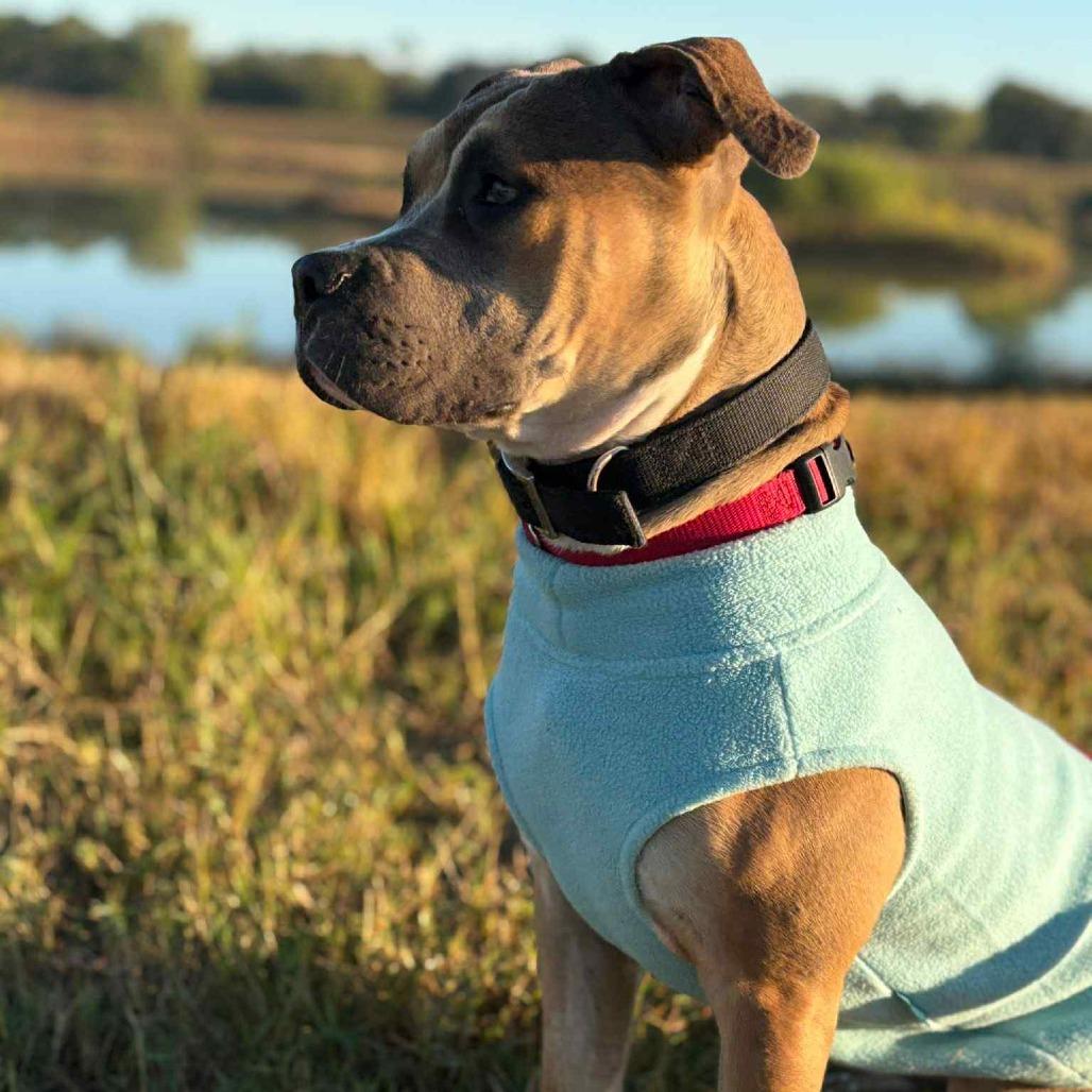 Willow, a Adoptable Labrador Retriever in Houston, TX image 5/6