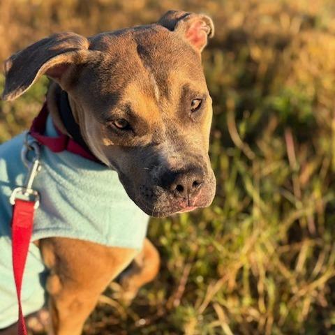 Willow, a Adoptable Labrador Retriever in Houston, TX image 6/6