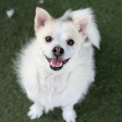 Gerald, Adoptable, Adult Male Jack Russell Terrier & Pomeranian.