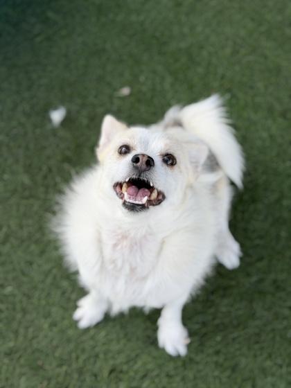 Enlarge Gerald, a Adoptable mixed breed in Sacramento, CA image 3/3