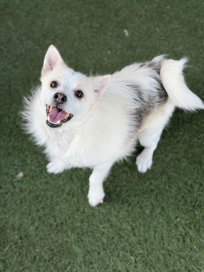Enlarge Gerald, a Adoptable mixed breed in Sacramento, CA image 2/3