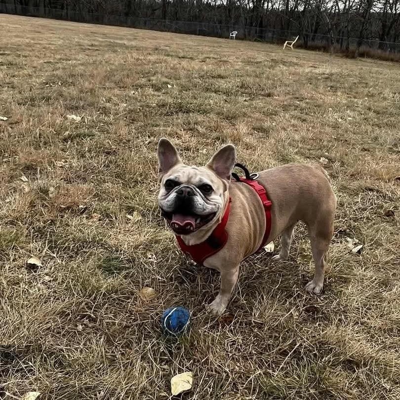 Enlarge Lucy, an adopted French Bulldog in Calgary, AB image 1/1