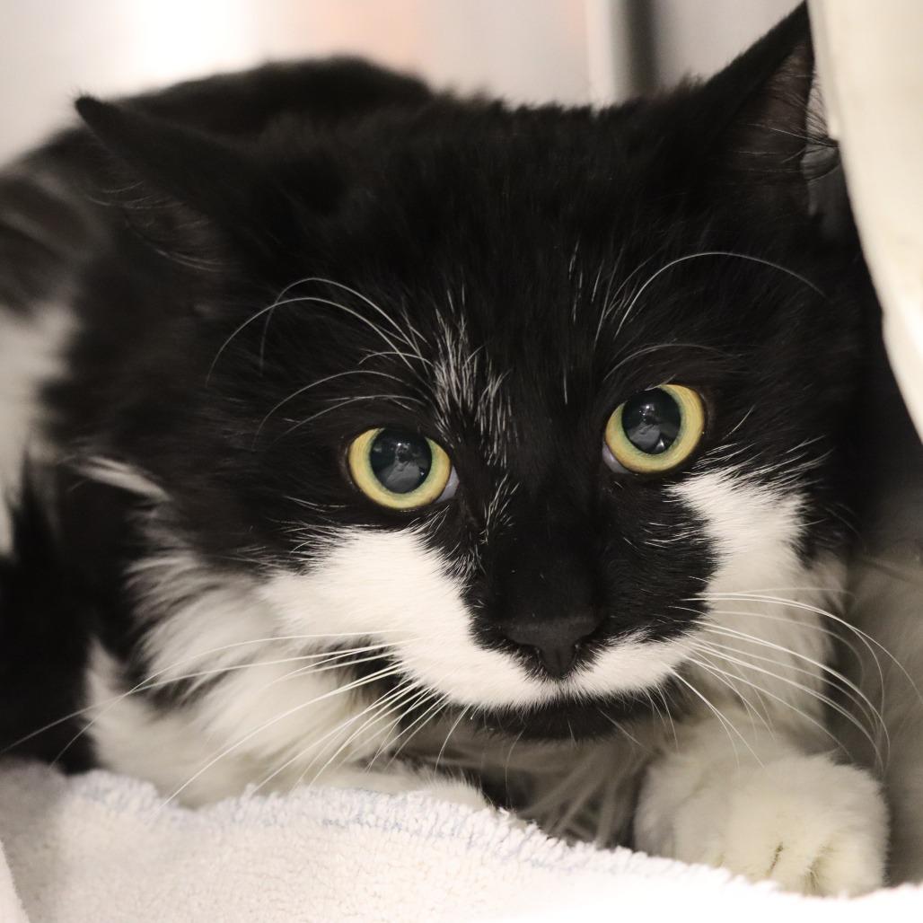 Moostachio — thumbnail 2