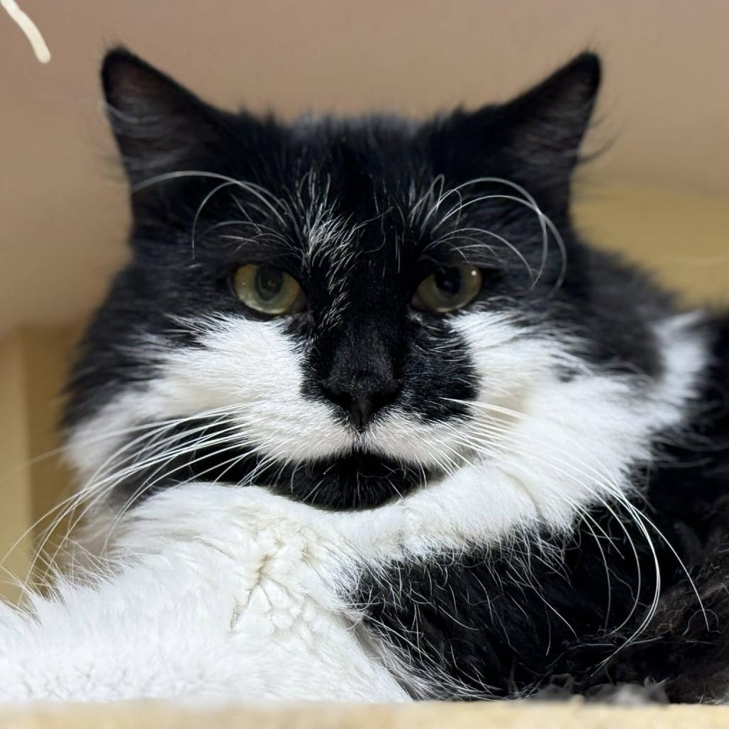 Moostachio — thumbnail 3