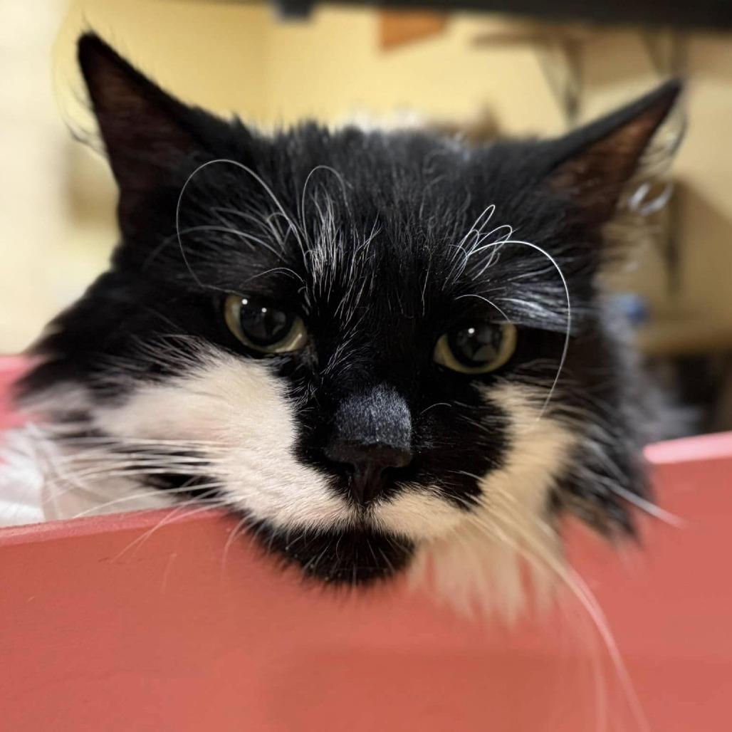 Moostachio — thumbnail 4