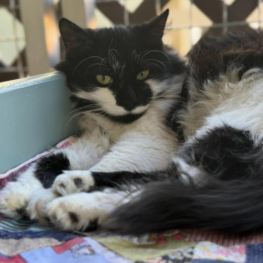 Moostachio — thumbnail 5