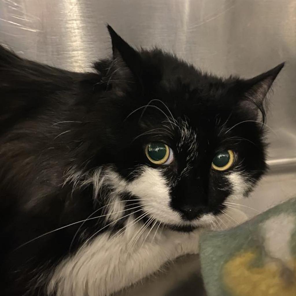 Moostachio — thumbnail 6