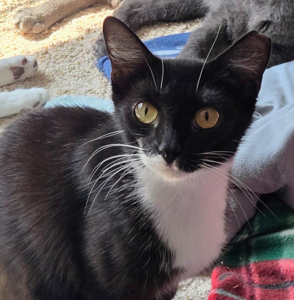 Pixel, Adoptable, Young Female Domestic Short Hair.