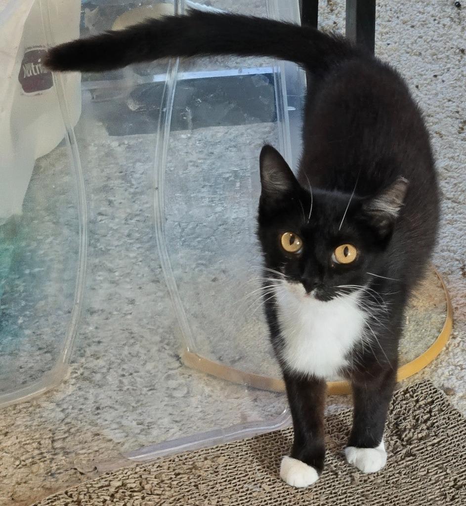 Enlarge Pixel, a Adoptable mixed breed in Evans, GA image 3/3