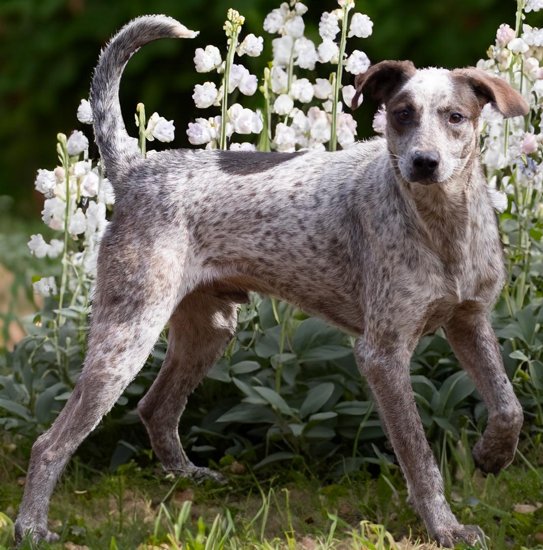 Ernie, a Adoptable mixed breed in Athens, AL image 2/2