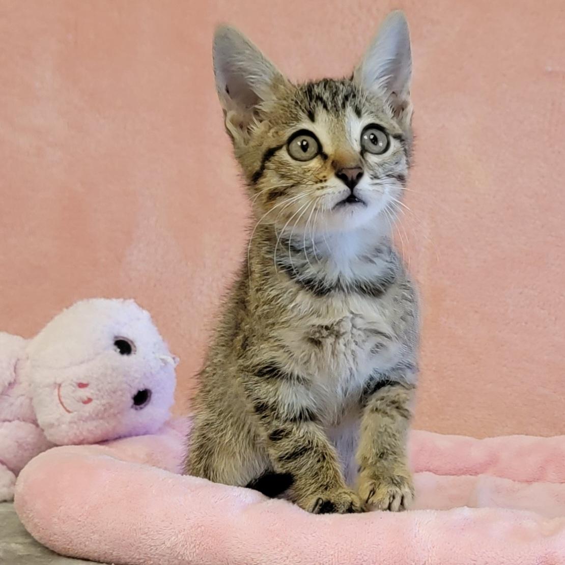 Minnie, Young Female unknown