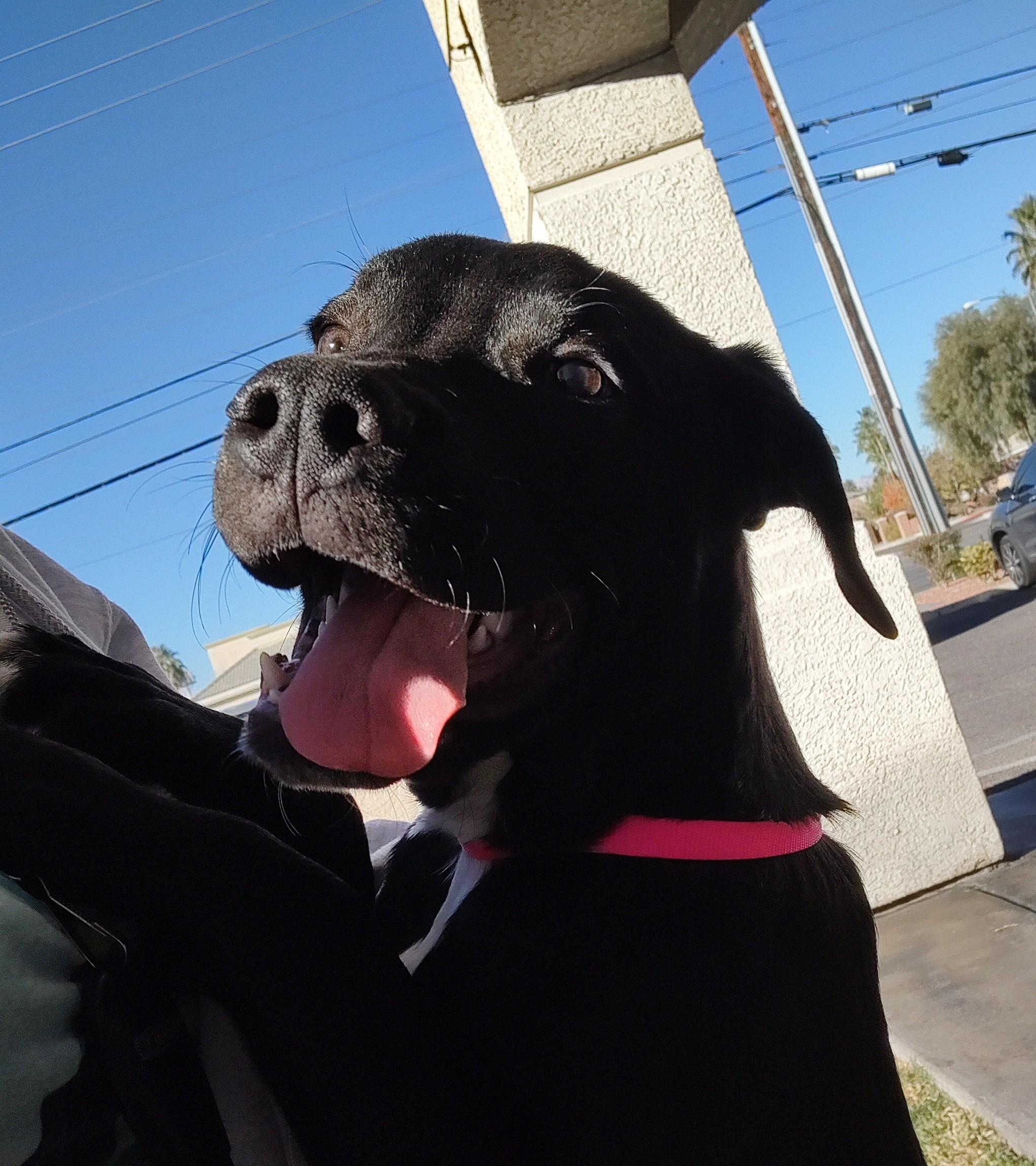 Aspen, a Adoptable mixed breed in Henderson, NV image 1/3