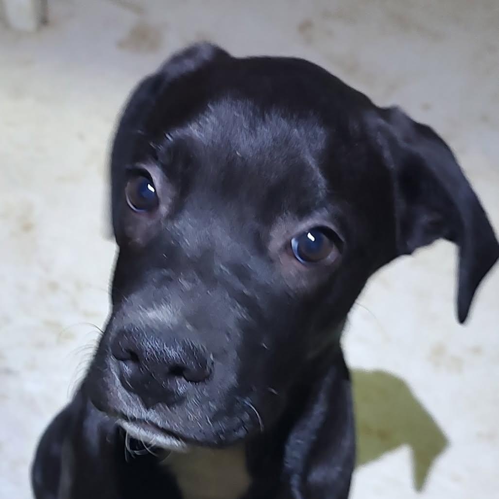 Aspen, a Adoptable mixed breed in Henderson, NV image 2/3