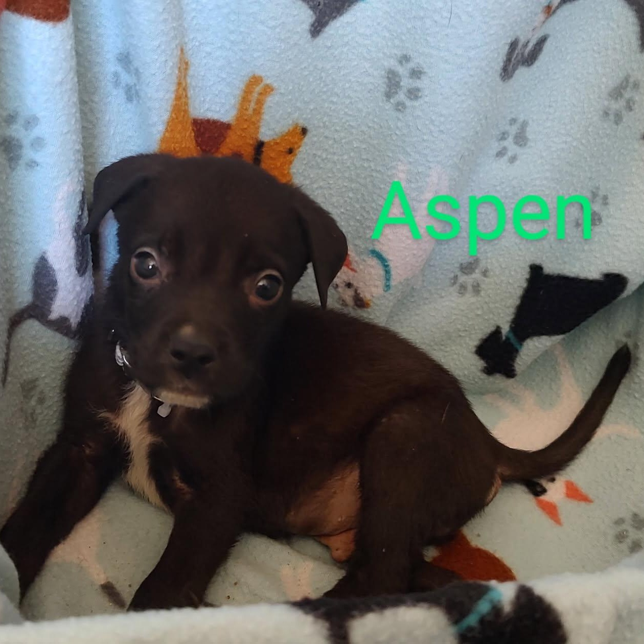 Aspen, Adoptable, Puppy Male Pit Bull Terrier.