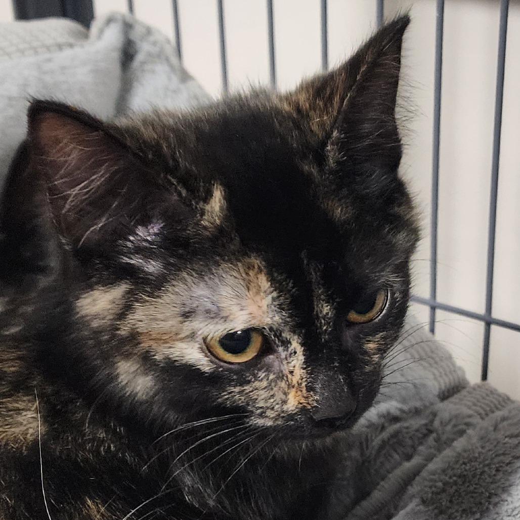 Jacket Potato, Adoptable, Kitten Female Domestic Short Hair.