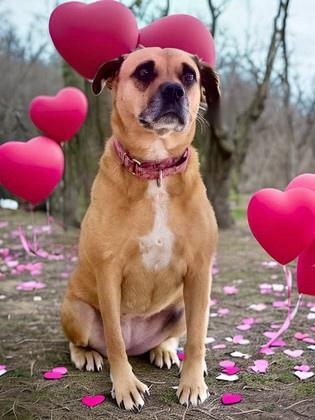 Lucey, a Adoptable mixed breed in Columbia, SC image 1/3