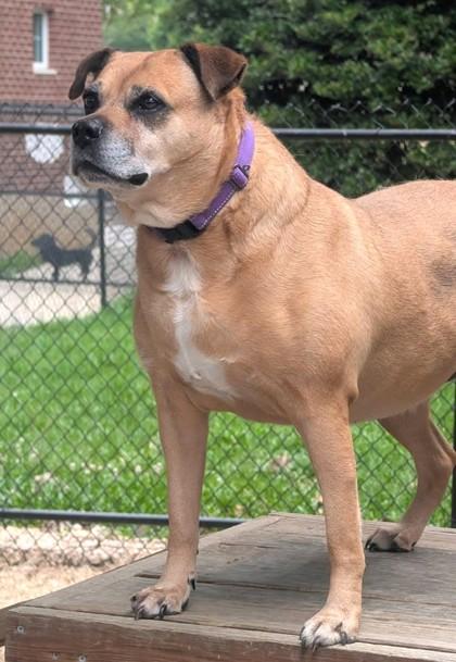 Lucey, a Adoptable mixed breed in Columbia, SC image 2/3