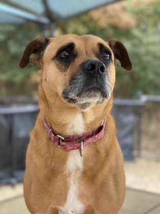 Lucey, a Adoptable mixed breed in Columbia, SC image 1/2