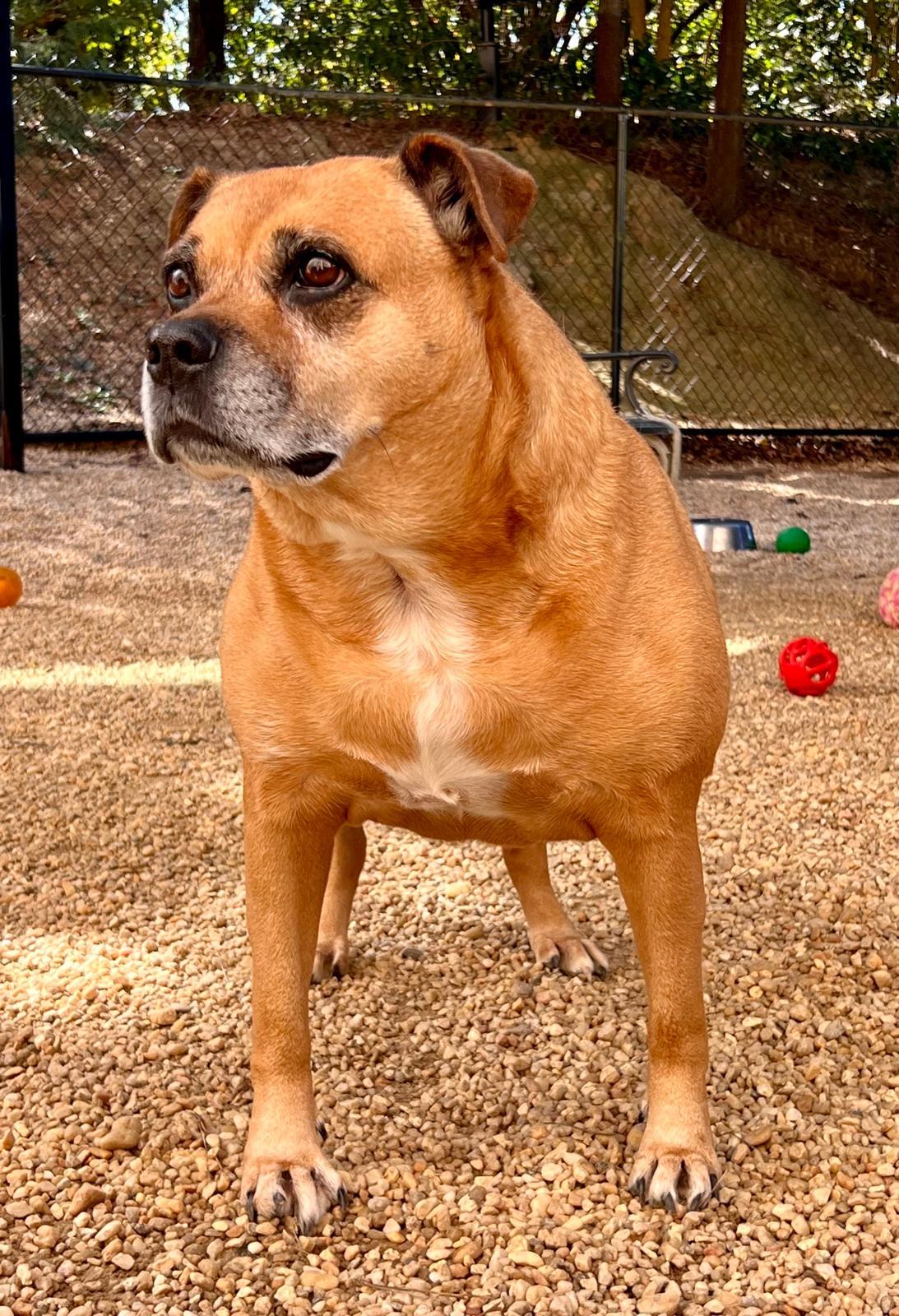 Lucey, a Adoptable mixed breed in Columbia, SC image 2/2