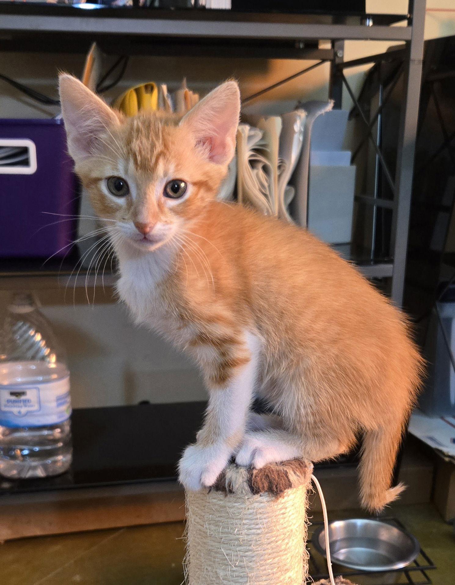 Lari, Adoptable, Kitten Female Domestic Short Hair & Tabby.