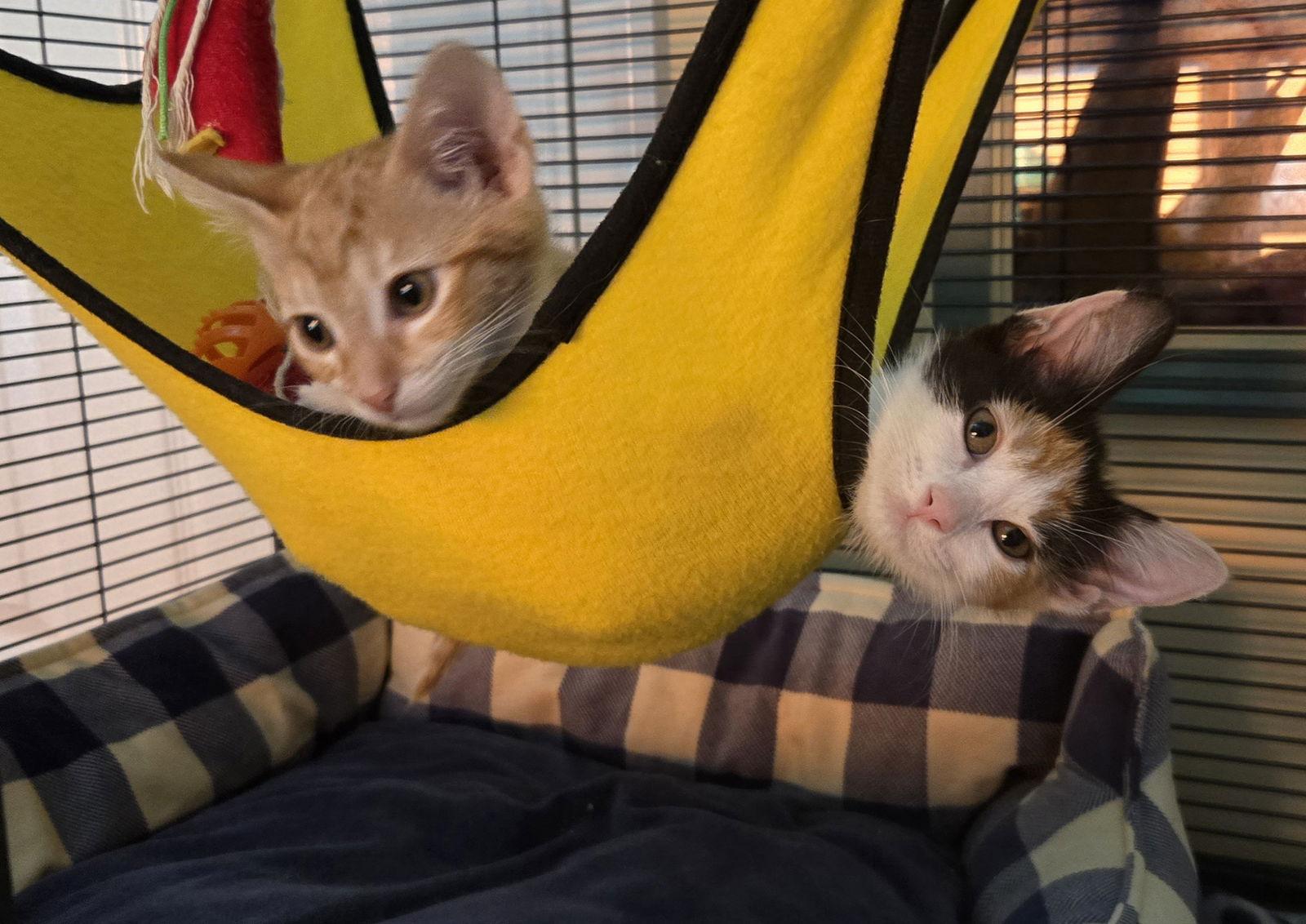 Enlarge Lari, a Adopted mixed breed in Magnolia Springs, AL image 2/3