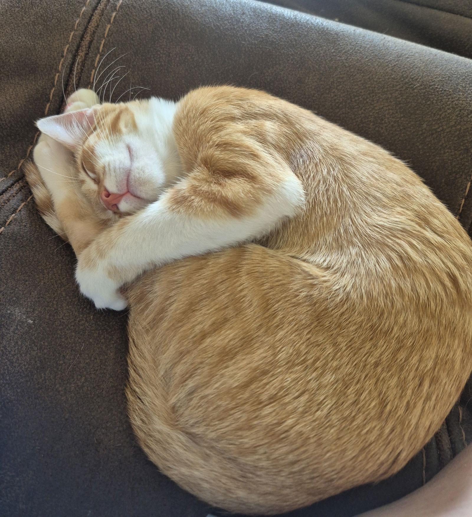 Enlarge Lari, a Adopted mixed breed in Magnolia Springs, AL image 3/3