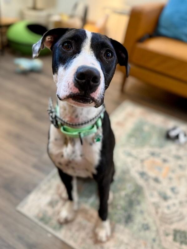 Dakota Darling Certified Lover Boy — thumbnail 2