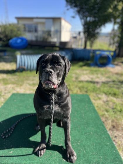 Bella Swan, Adoptable, Adult Female Cane Corso & Mixed Breed.