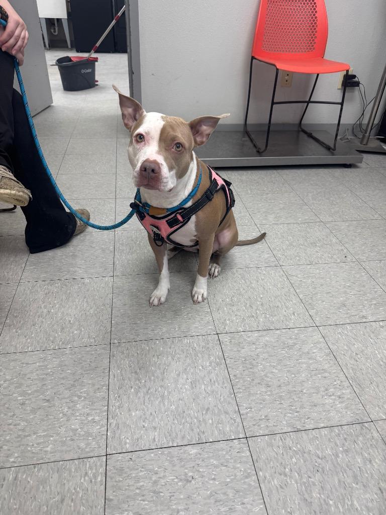Mary, Adopted, Adult Female Pit Bull Terrier.