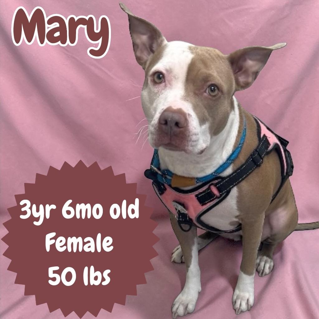 Enlarge Mary, a Adopted Pit Bull Terrier in Sorrento, LA image 2/2